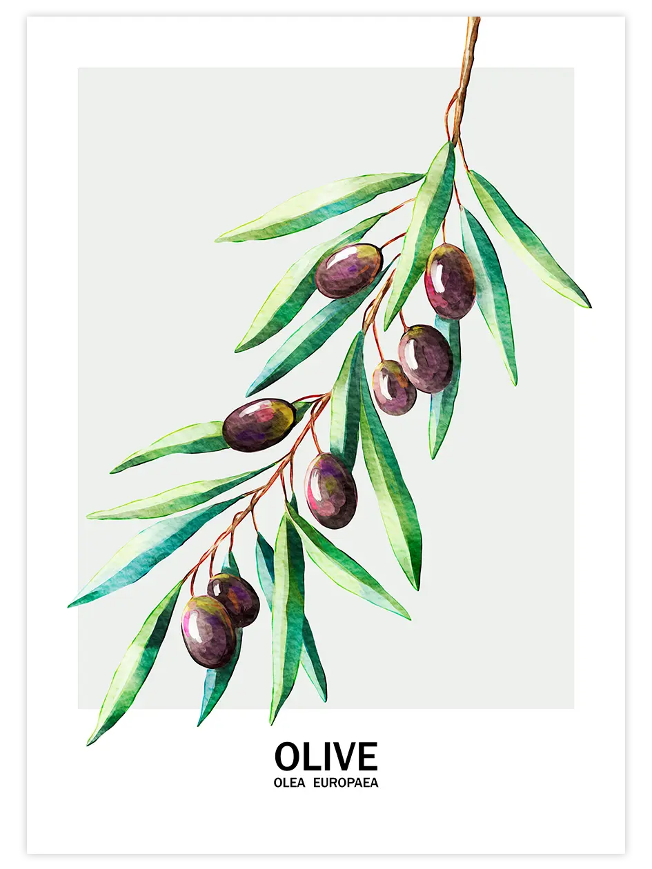 Zeytin - Art Print Mutfak Poster