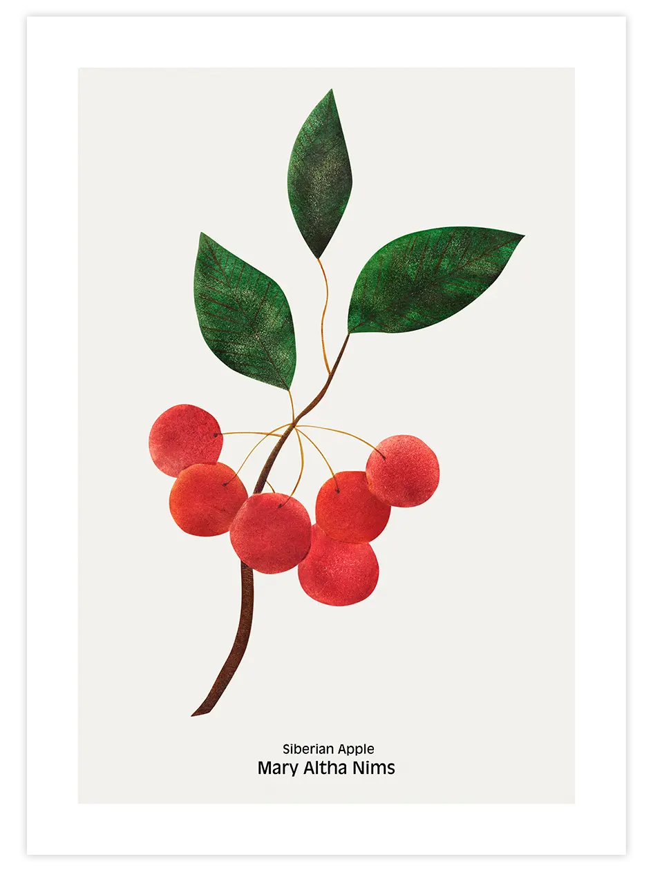Sibirya Elması - Art Print Mutfak Poster