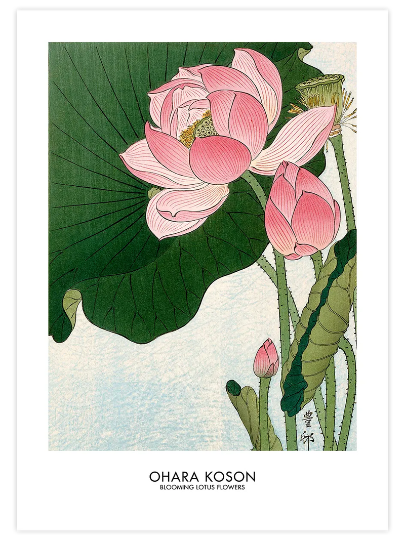 Ohara Koson Blooming Lotus Flowers - Art Print Ünlü Ressamlar Poster