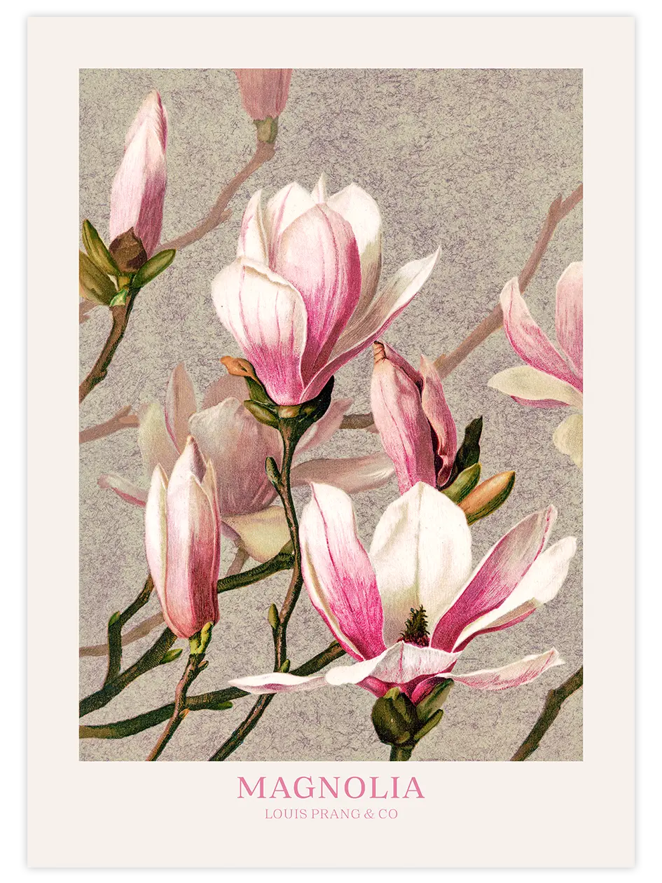 Magnolia - Art Print Ünlü Ressamlar Poster