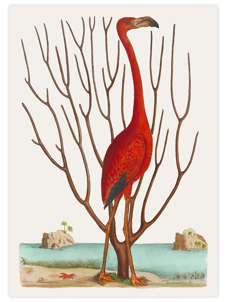 Vintage Kırmızı Flamingo - Art Print Ünlü Ressamlar Poster