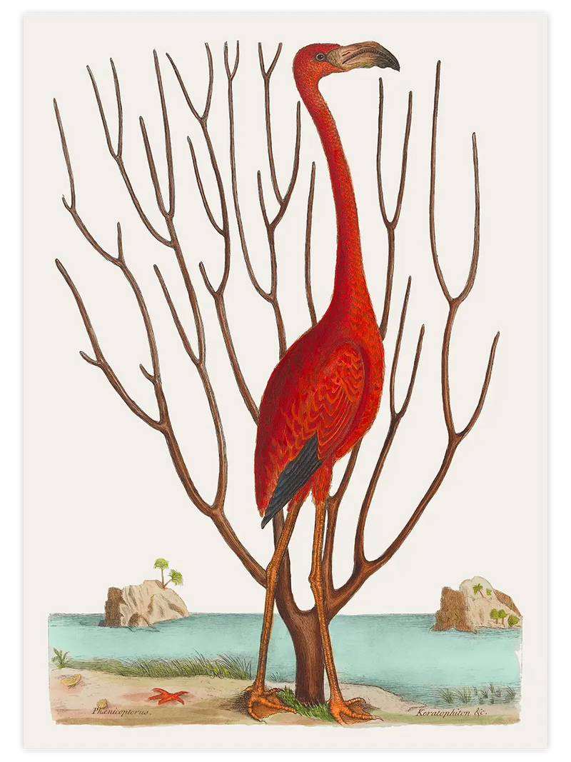 Vintage Kırmızı Flamingo - Art Print Ünlü Ressamlar Poster