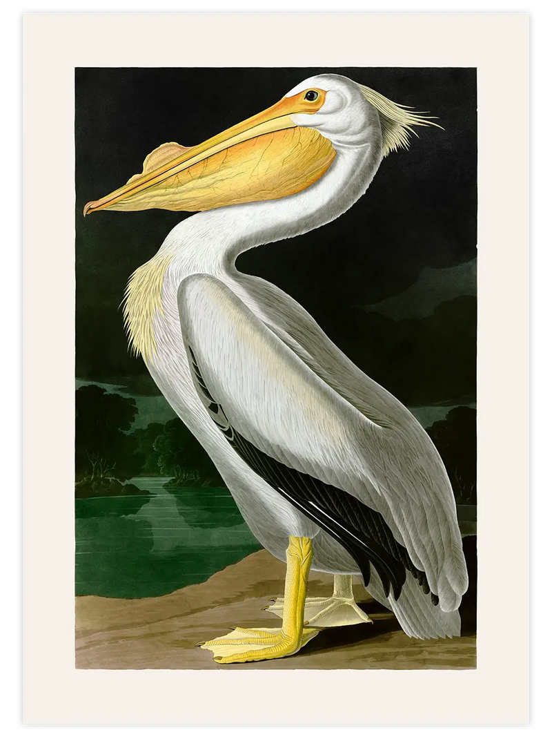 Vintage Pelikan - Art Print Ünlü Ressamlar Poster
