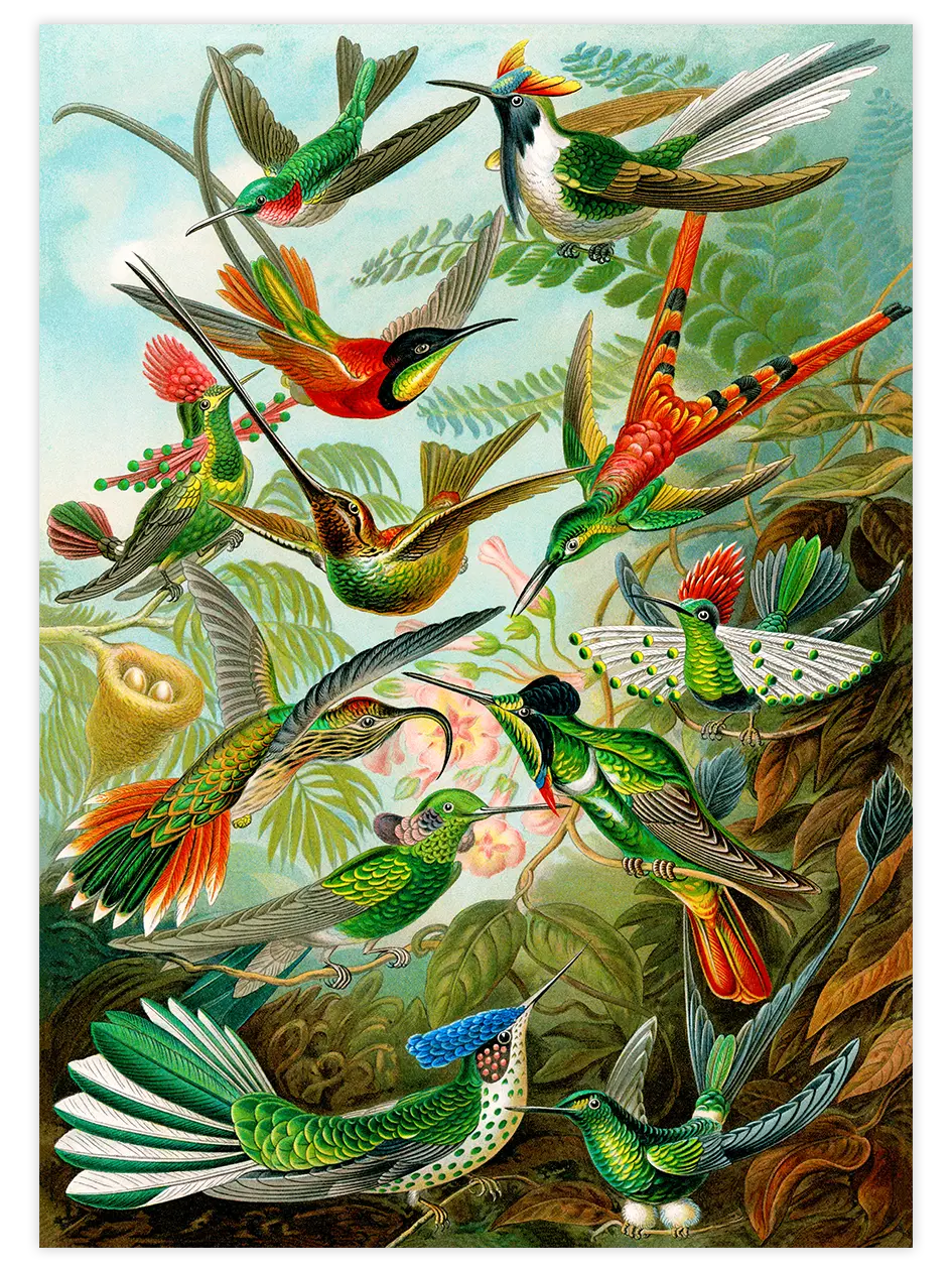 Vintage Kolibri - Art Print Ünlü Ressamlar Poster