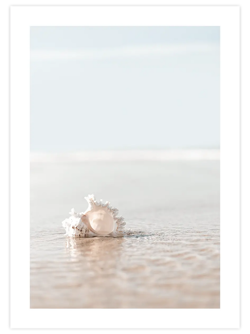 Deniz Kabuğu - Art Print Fotoğraflar Poster