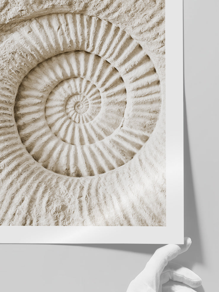 Seashell - Art Print Poster