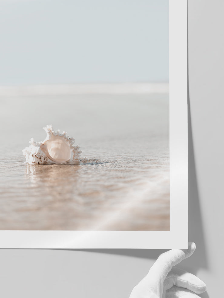 Deniz Kabuğu - Art Print Poster