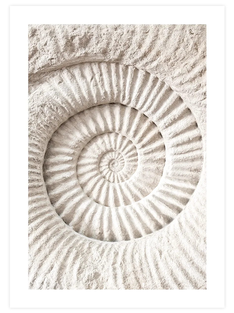 Seashell - Art Print