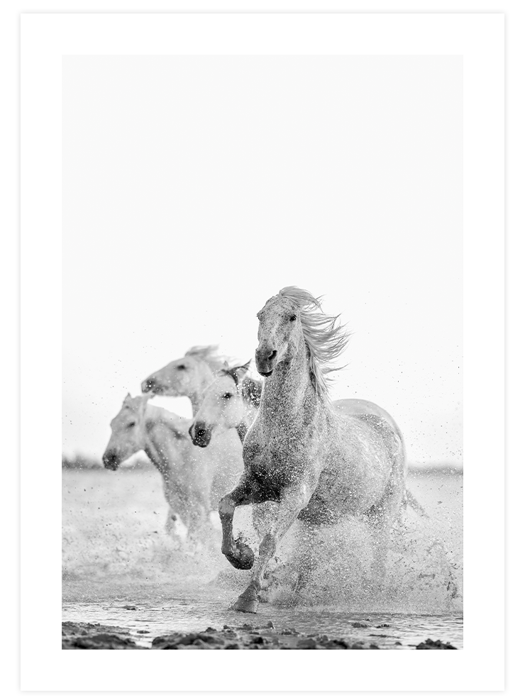 Pure Freedom - Poster Seti Duo Poster