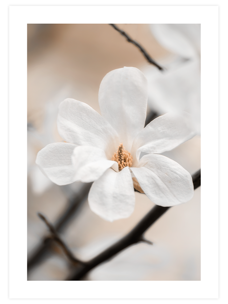 Blooming - Poster Seti Duo Poster