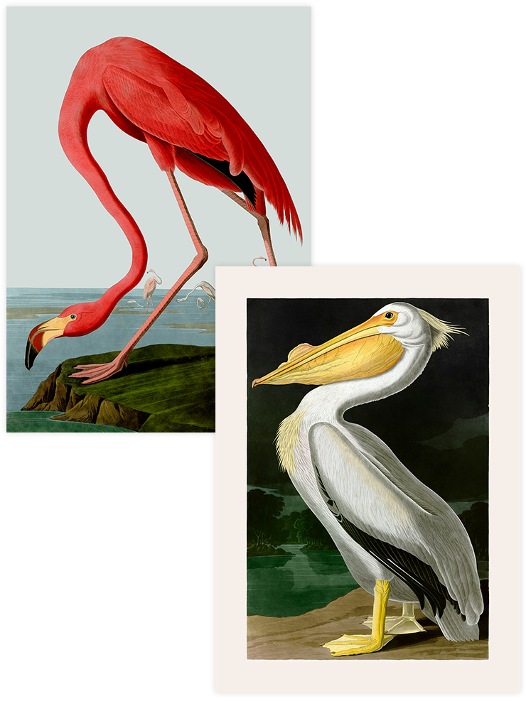 Vintage Flamingo & Pelikan - Poster Seti Duo