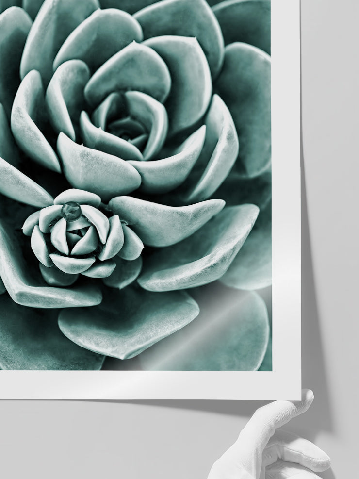 Yeşil Sukulent - Art Print Poster