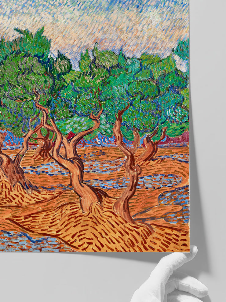 Van Gogh Olive Trees - Art Print Poster