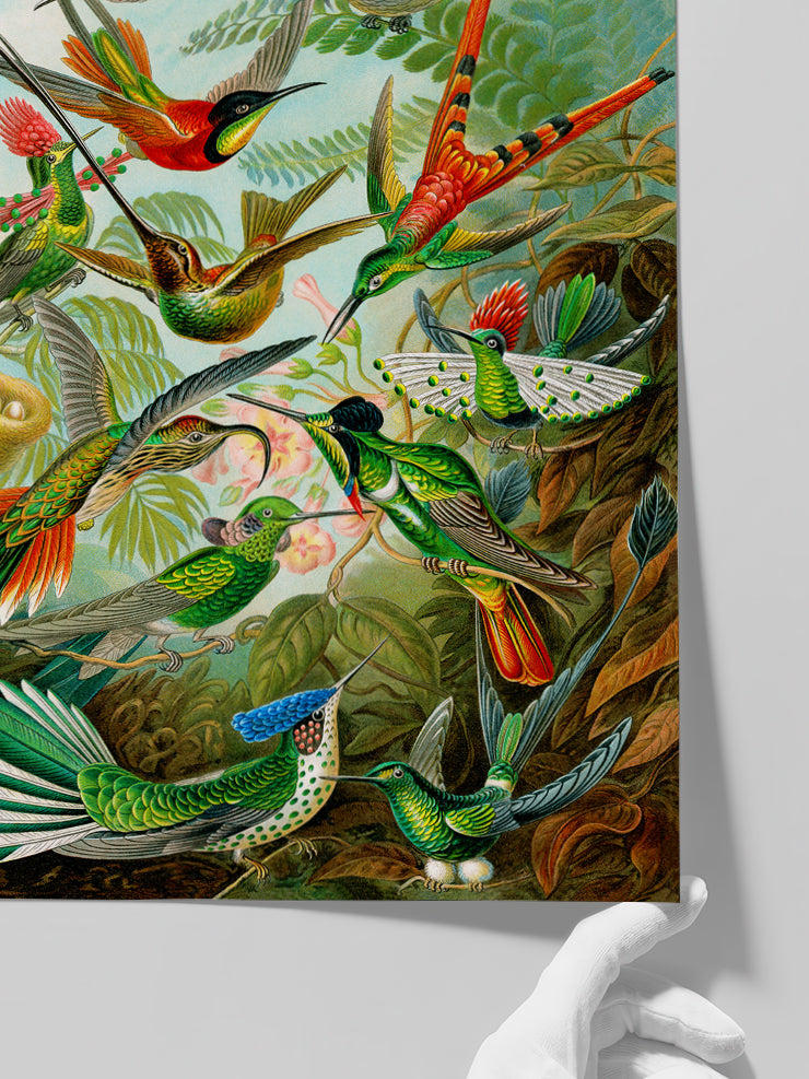 Vintage Kolibri - Art Print Poster