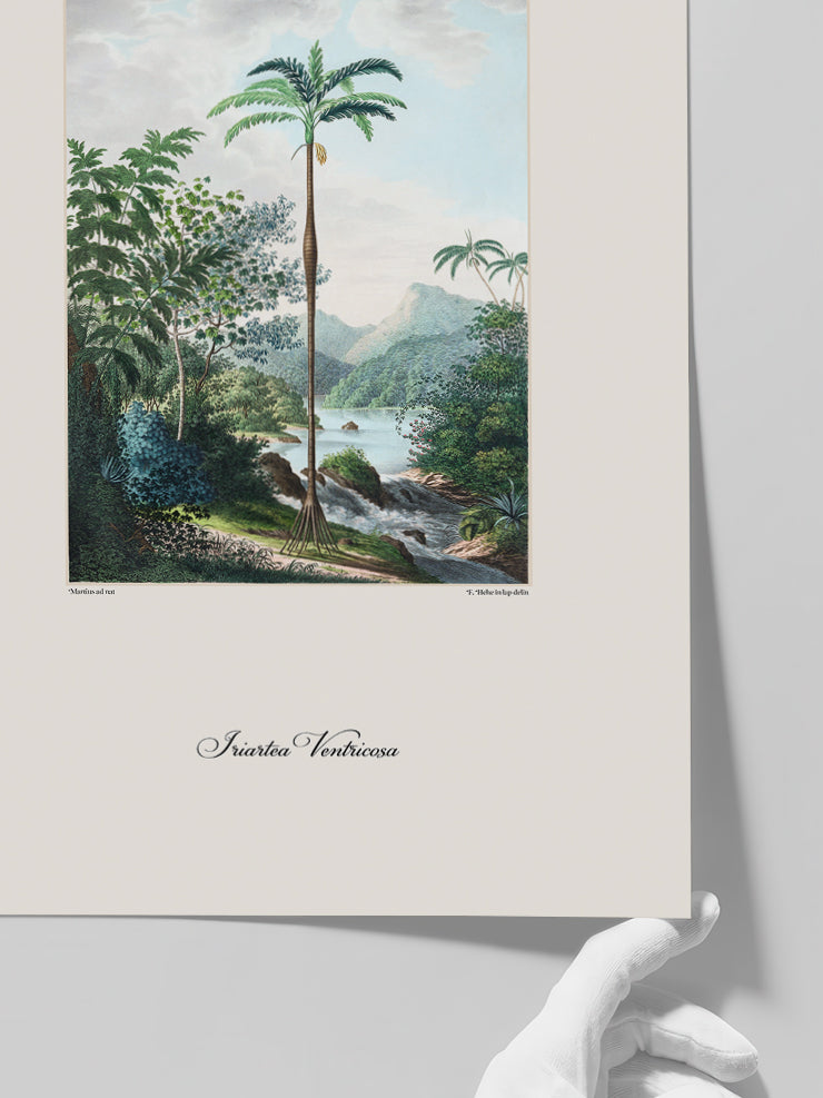 Vintage Palmiye İllüstrasyonu - Art Print Poster