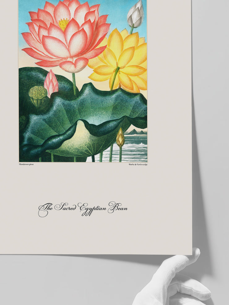 Vintage The Sacred Egyptian Bean - Art Print Poster