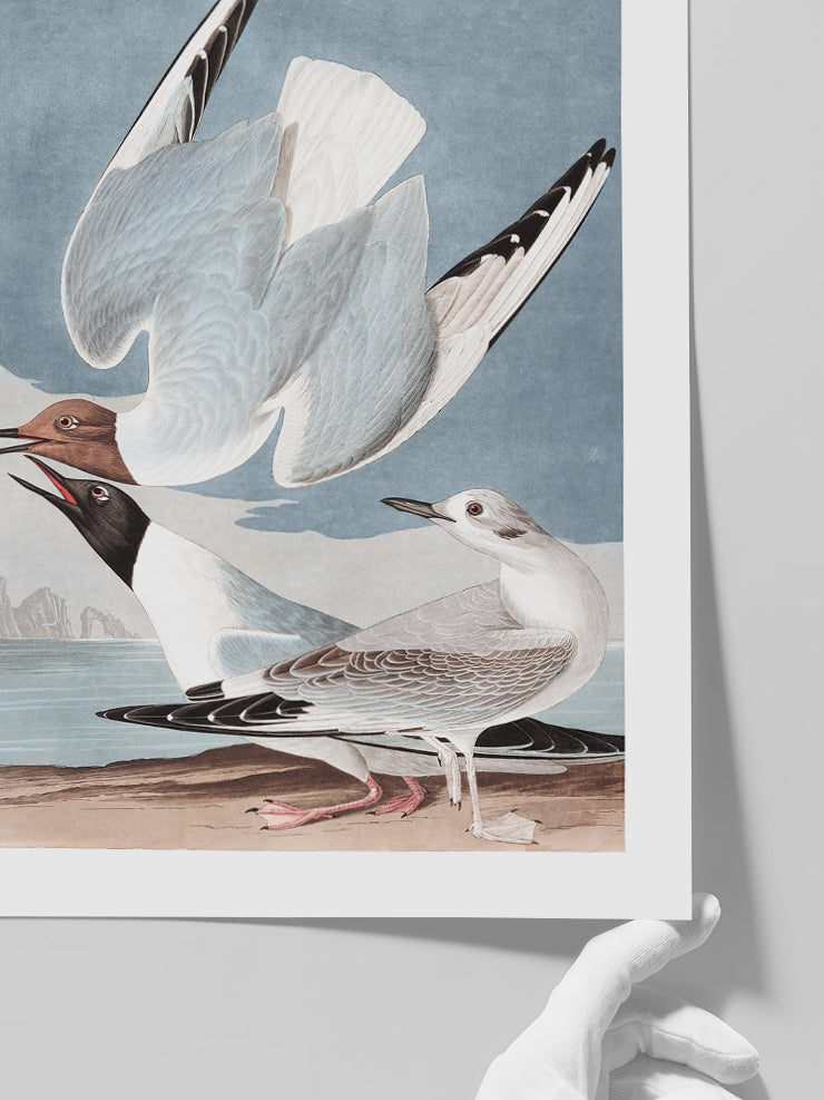 Bonapartian Gull - Art Print Poster