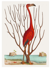 Vintage Kırmızı Flamingo - Art Print