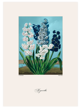 Vintage Hyacinth - Art Print