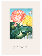 Vintage The Sacred Egyptian Bean - Art Print