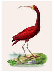 Vintage Kırmızı Kuş Poster - Giclée Baskı