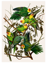 Vintage Papağan - Art Print