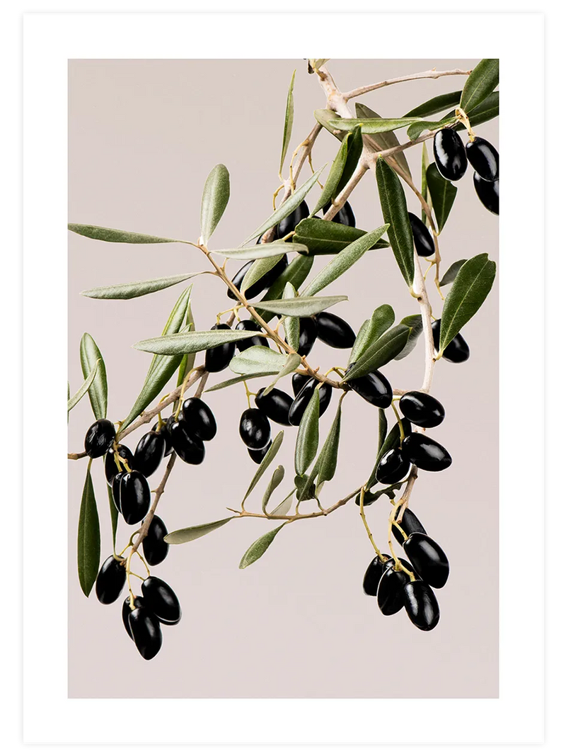 Siyah zeytin dalları botanik posteri