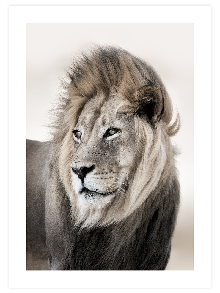 Aslan - Art Print Fotoğraflar Poster