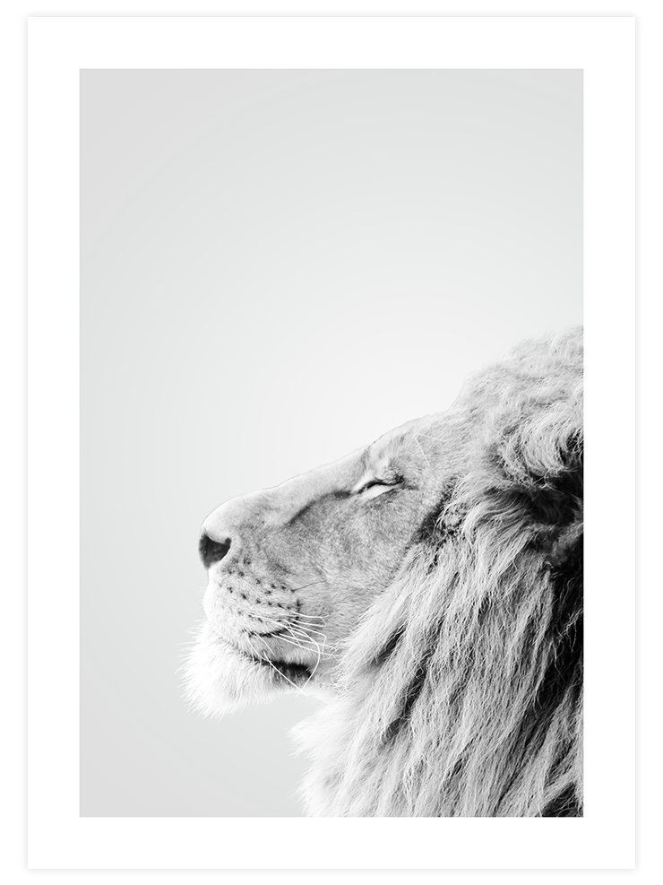 Aslan Profili - Art Print Fotoğraflar Poster