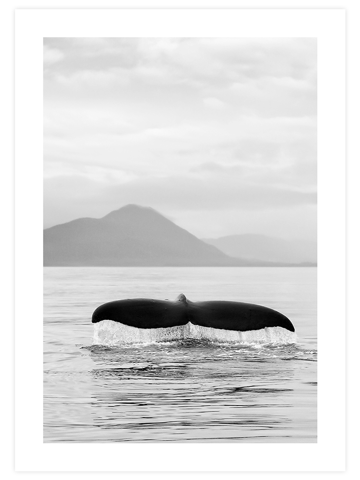 Balina Kuyruğu - Art Print Fotoğraflar Poster