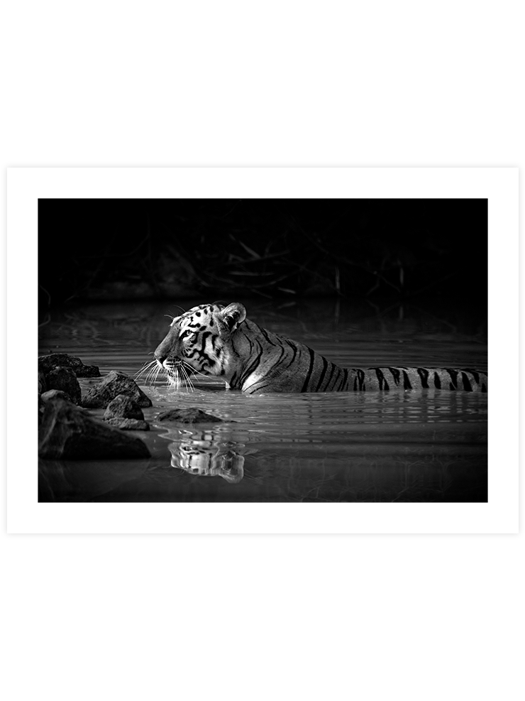 Bengal Kaplanı - Art Print Fotoğraflar Poster
