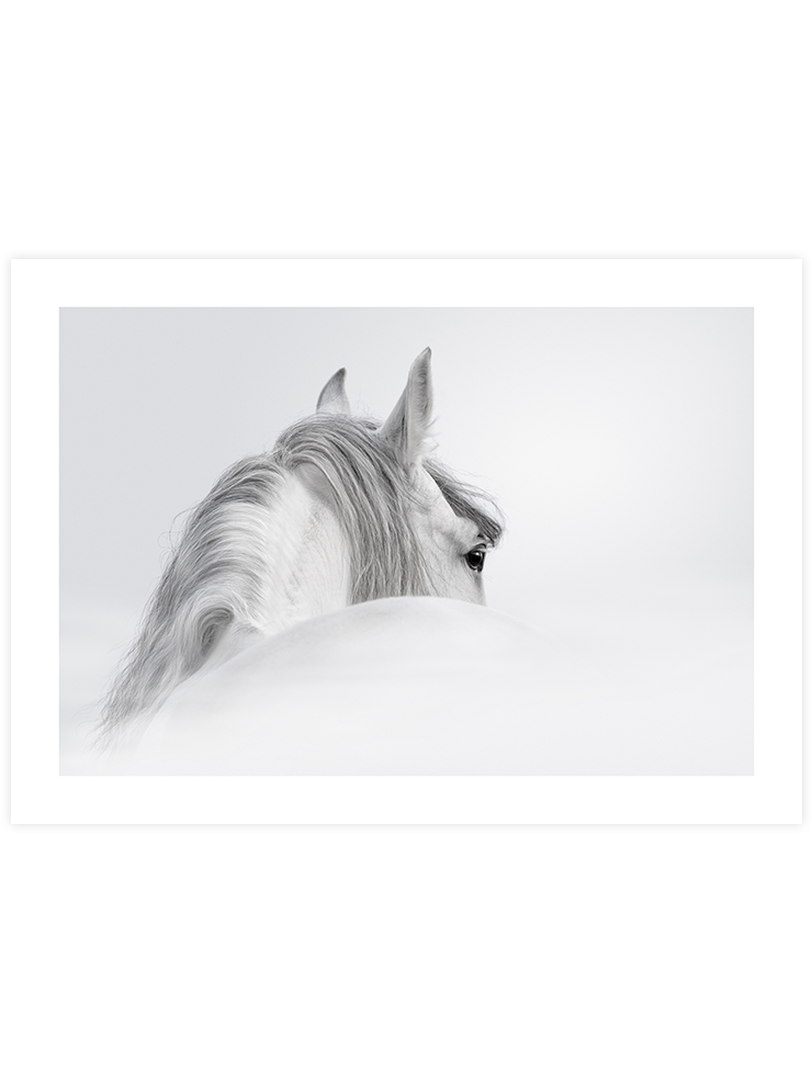 Beyaz At - Art Print Fotoğraflar Poster