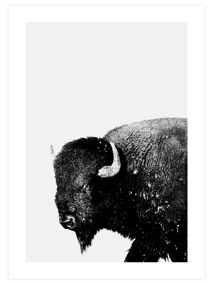 Bufalo - Art Print Fotoğraflar Poster