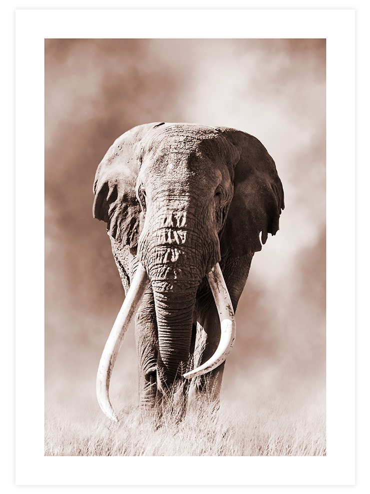 Ivoire - Art Print Fotoğraflar Poster