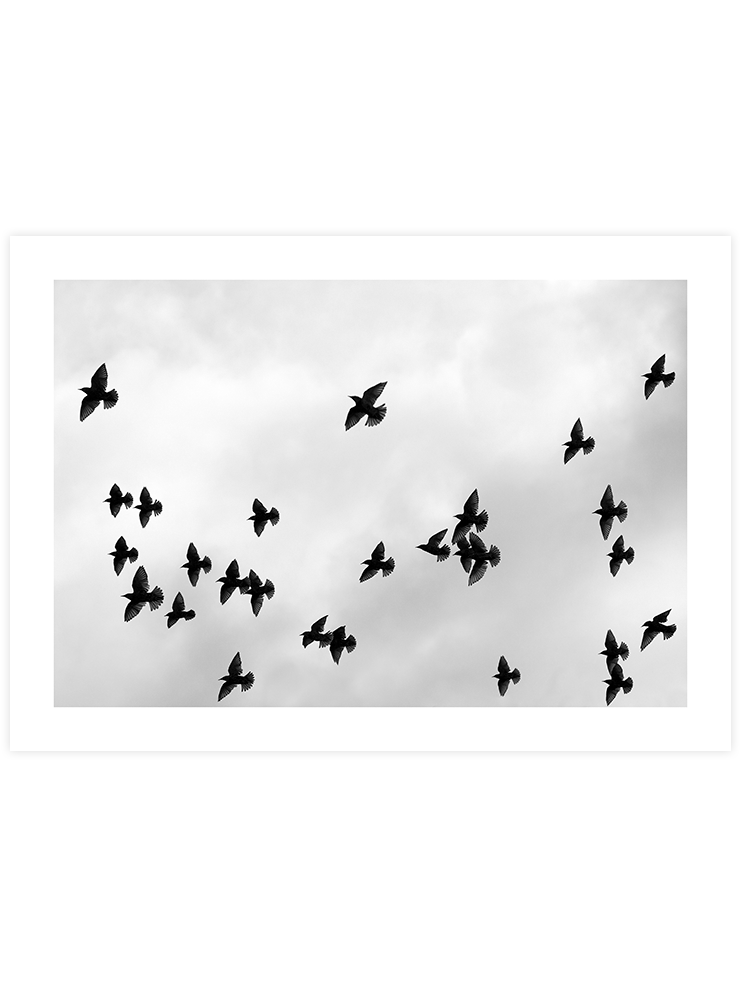Like A Bird N3 - Art Print Fotoğraflar Poster