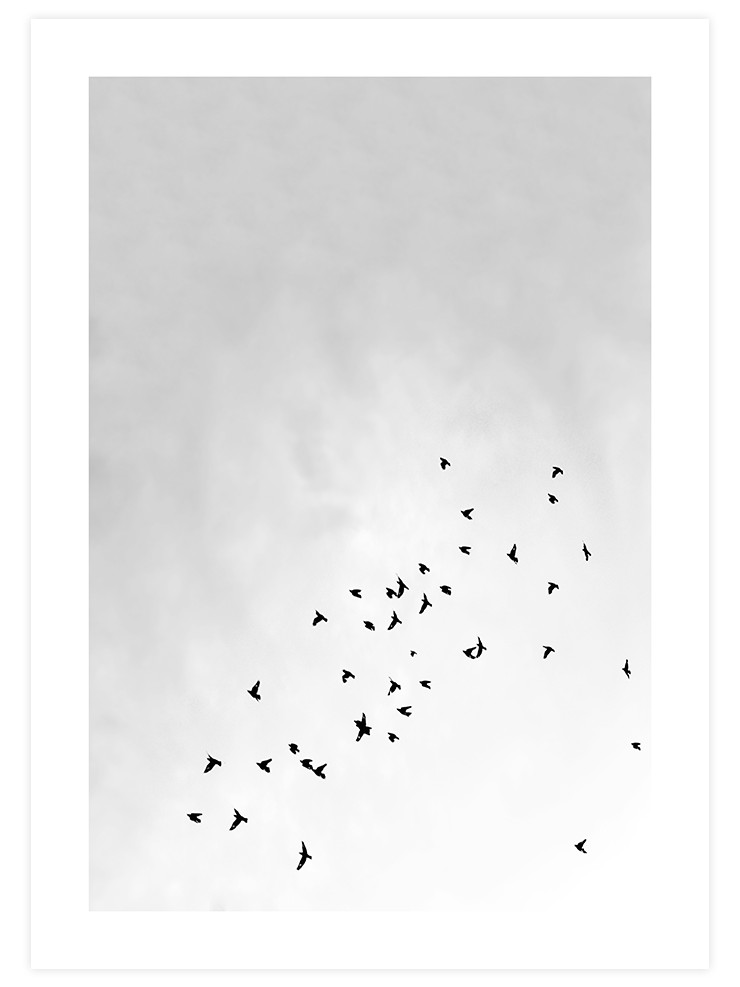 Like A Bird - Art Print Fotoğraflar Poster