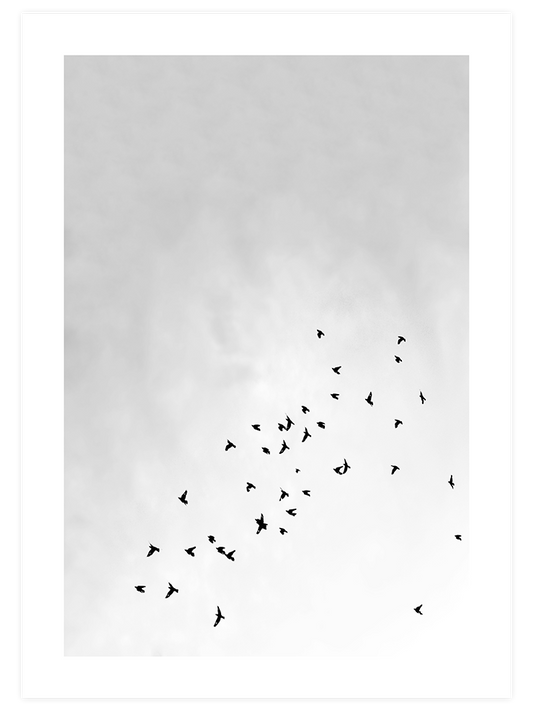 Like A Bird Poster - Giclée Baskı