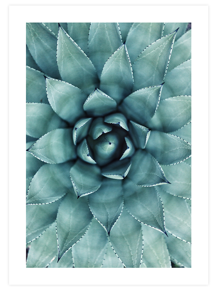 Aloe Vera N1 - Art Print Fotoğraflar Poster
