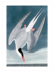 Arctic Tern Poster - Giclée Baskı