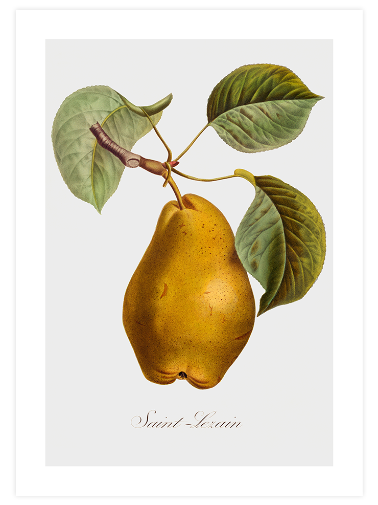 Armut - Art Print Mutfak Poster