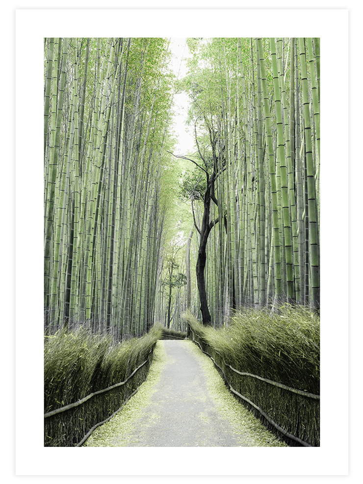Bambu Yolu - Art Print Fotoğraflar Poster