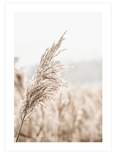 Bej Saz Püskülü - Art Print