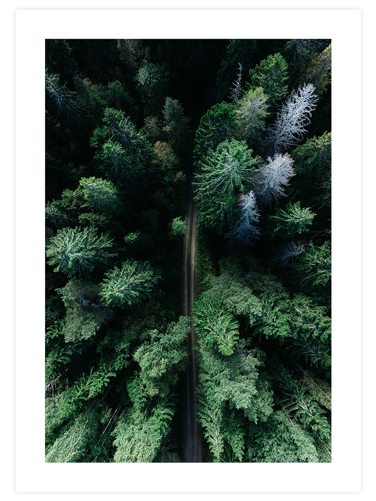 Çam Ormanı - Art Print Fotoğraflar Poster