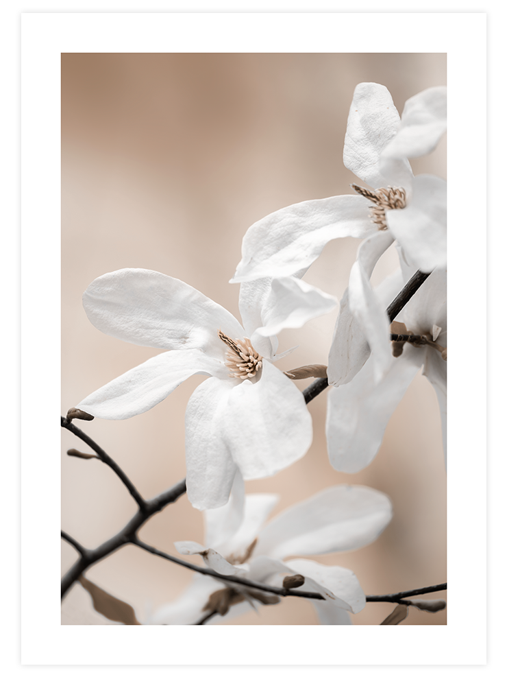 Çiçekli Dal N2 - Art Print Fotoğraflar Poster