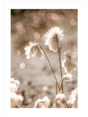Cottongrass Poster - Giclée Baskı