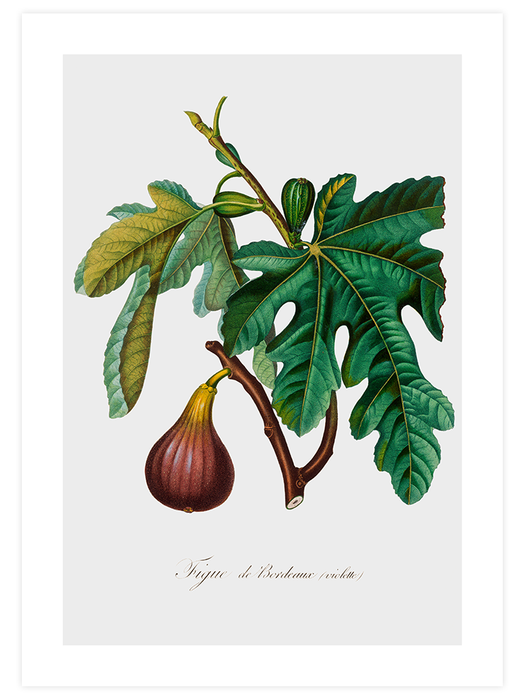 İncir - Art Print Mutfak Poster