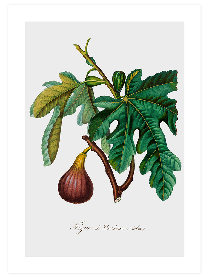 İncir - Art Print Mutfak Poster