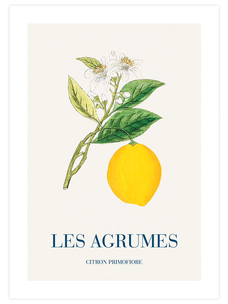 Limon - Art Print Mutfak Poster