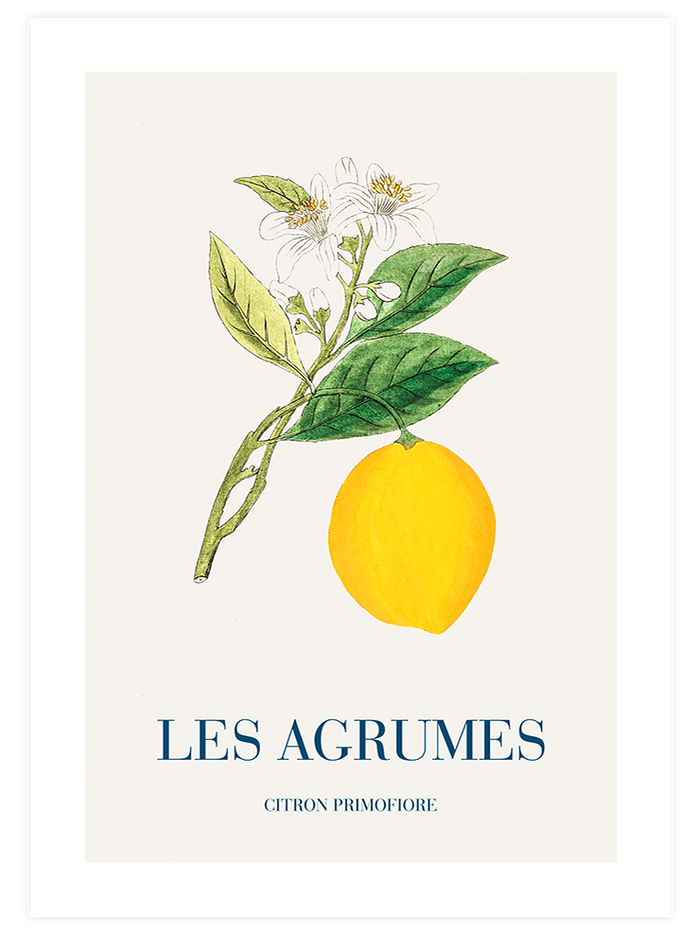 Limon - Art Print Mutfak Poster