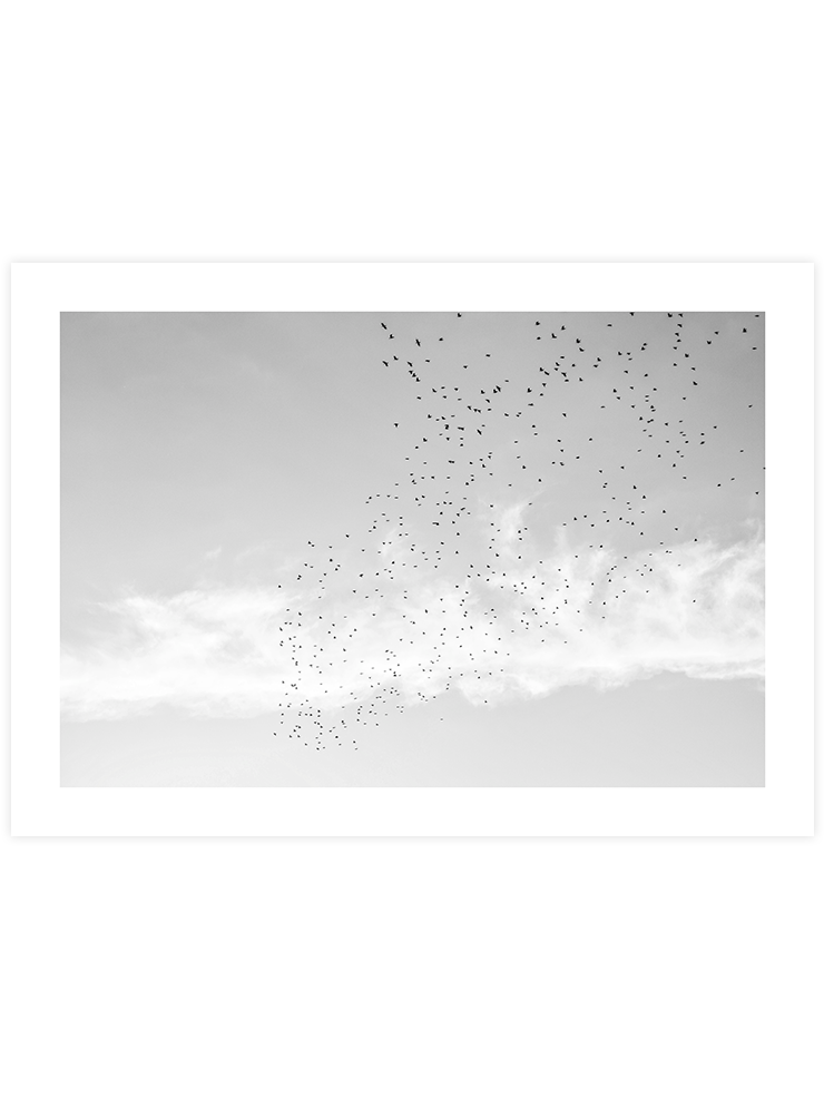 Like A Bird N2 - Art Print Fotoğraflar Poster